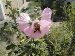 Megascolia maculata maculata