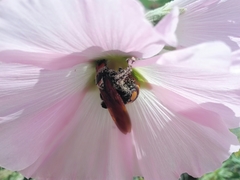 Megascolia maculata maculata