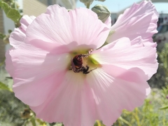 Megascolia maculata maculata