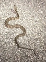 Nerodia fasciata × clarkii