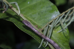 Thamnodynastes pallidus