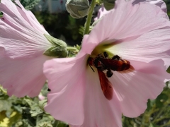 Megascolia maculata maculata