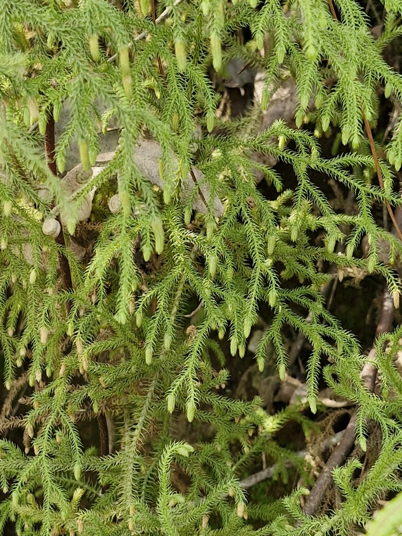 Palhinhaea cernua