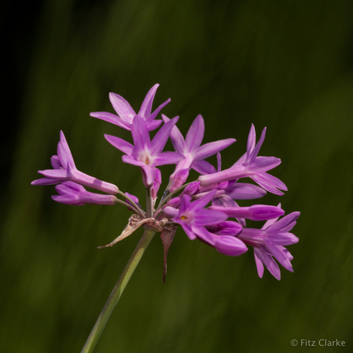 Tulbaghia violacea