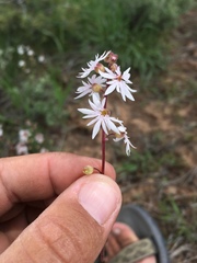 Lithophragma tenellum