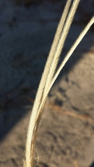 Schoenefeldia gracilis image