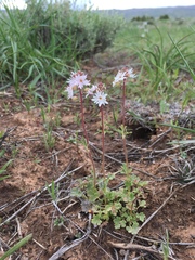 Lithophragma tenellum