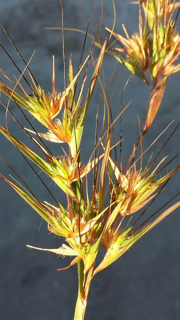 Themeda quadrivalvis (Themeda quadrivalvis)
