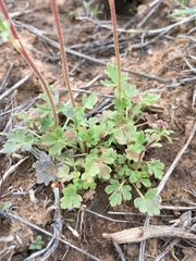 Lithophragma tenellum