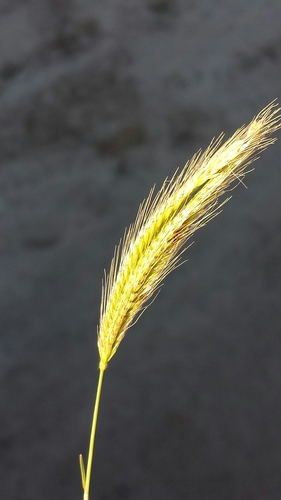 Enteropogon