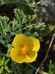 Eschscholzia ramosa