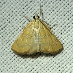 Glaphyria sesquistrialis