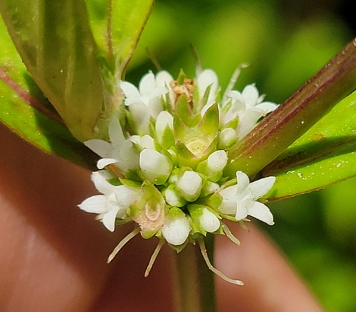 Spermacoce glabra Michx.