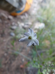 Androstephium breviflorum