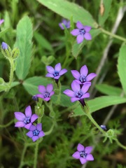 Gilia nevinii