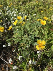 Eschscholzia ramosa
