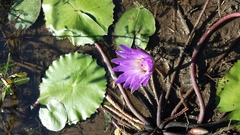 Nymphaea