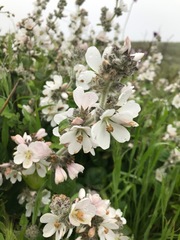 Malacothamnus clementinus