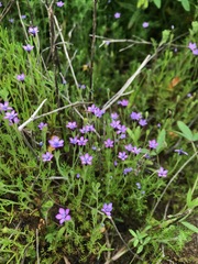 Gilia nevinii