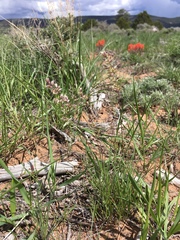 Poa fendleriana