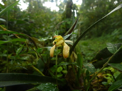 Maxillaria porrecta