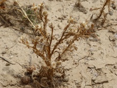 Matricaria