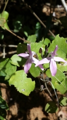Rhinacanthus