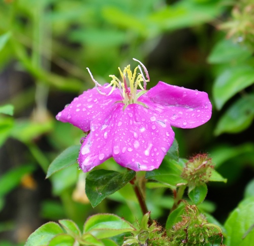Heterotis rotundifolia