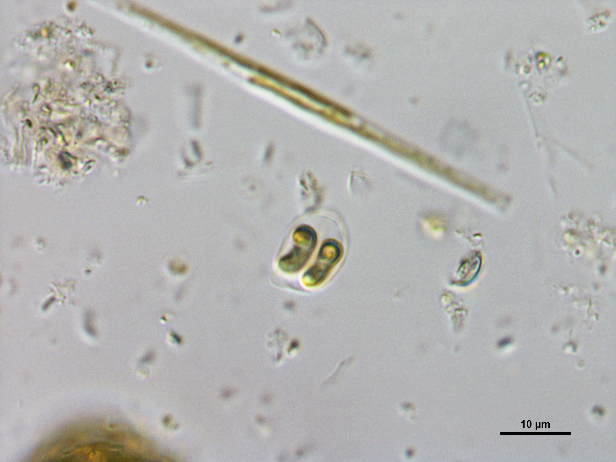 Nephrochlamys