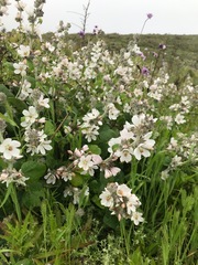 Malacothamnus clementinus