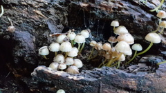 Mycena subviscosa