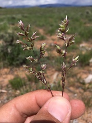 Poa fendleriana