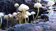 Mycena subviscosa