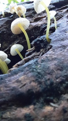 Mycena subviscosa