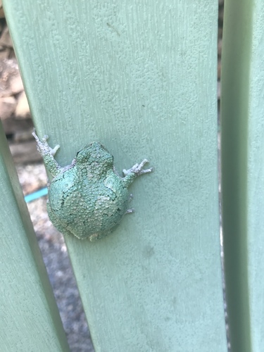 Gray Treefrog photographed in Massachusetts