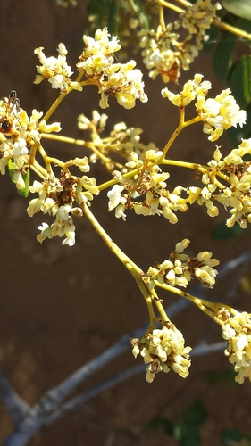 Dalbergia trichocarpa