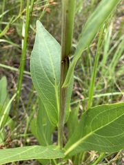 Rudbeckia texana