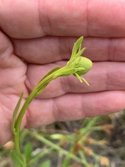 Rudbeckia texana