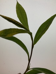 Solidago nemoralis