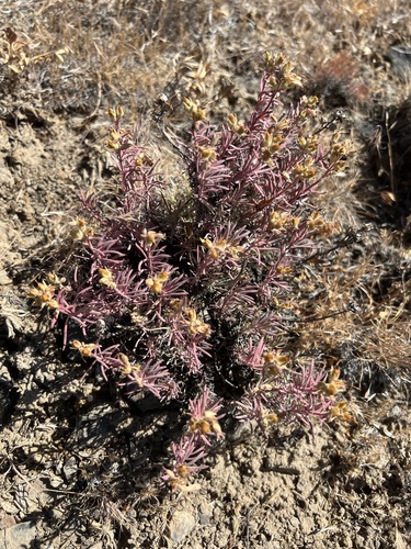Image of Penstemon gairdneri by no rights reserved
