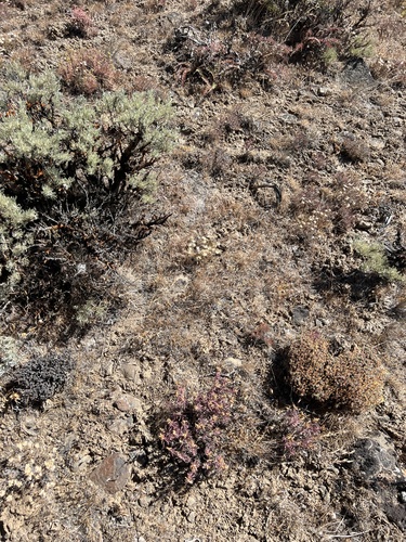 Image of Penstemon gairdneri by no rights reserved