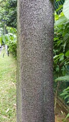 Alstonia