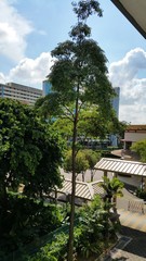 Alstonia