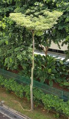 Alstonia