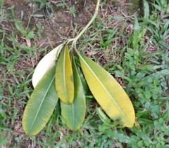 Alstonia