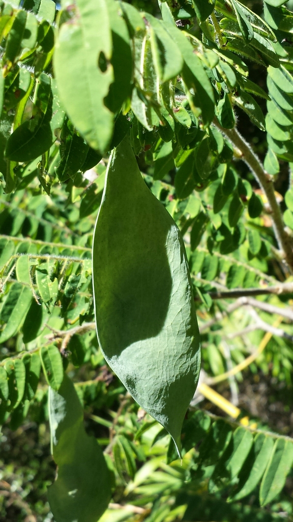 Dalbergia glaucocarpa