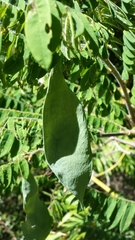 Dalbergia glaucocarpa image