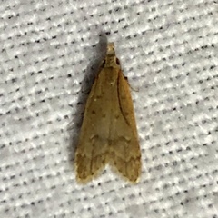 Dichomeris punctidiscellus