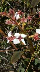 Dichaetanthera