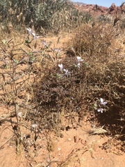 Eriastrum eremicum eremicum